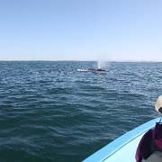 IMG 0001 2 (249)